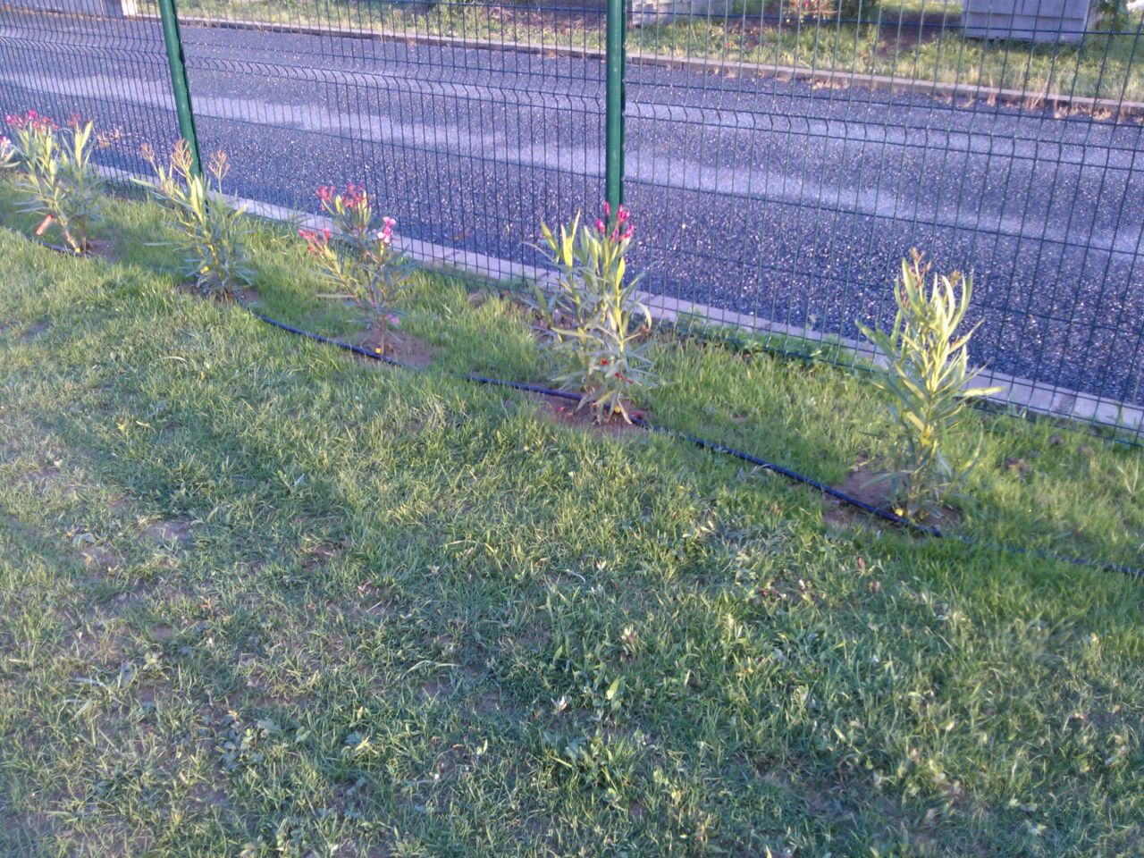 Haie de laurriers roses avec arrosage goutte à goutte