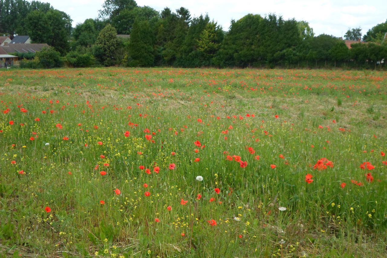 La rsidence des Coquelicots porte bien son nom!