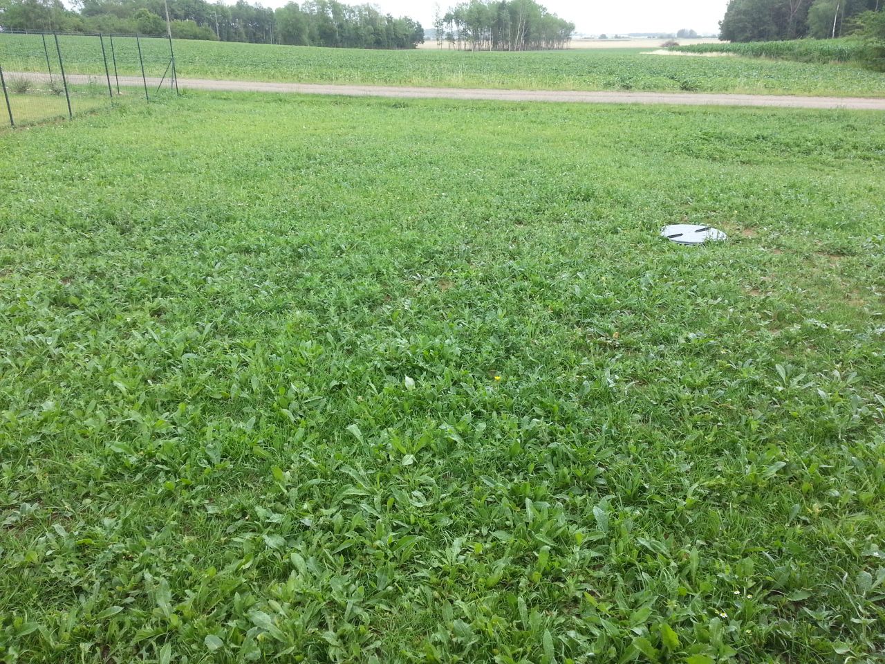 Gazon envahi par les mauvaise herbes.