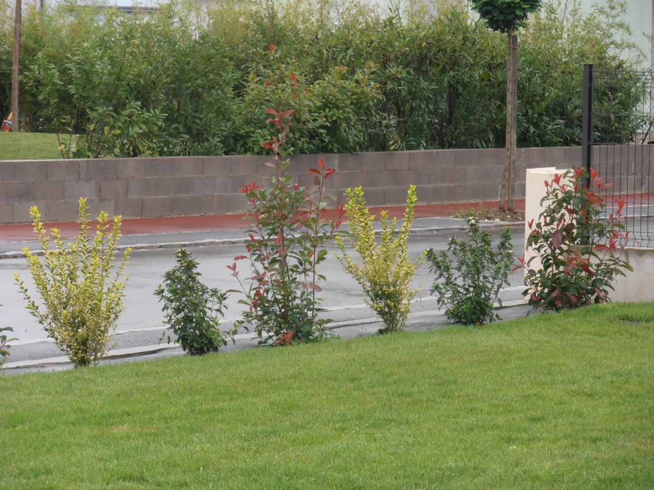 La haie planté en octobre qui pousse bien ! ( je n'ai pas du tout la main verte....)