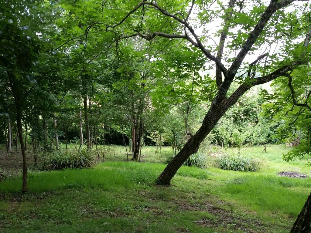 Le fond du terrain avec un noyer qui penche !!!