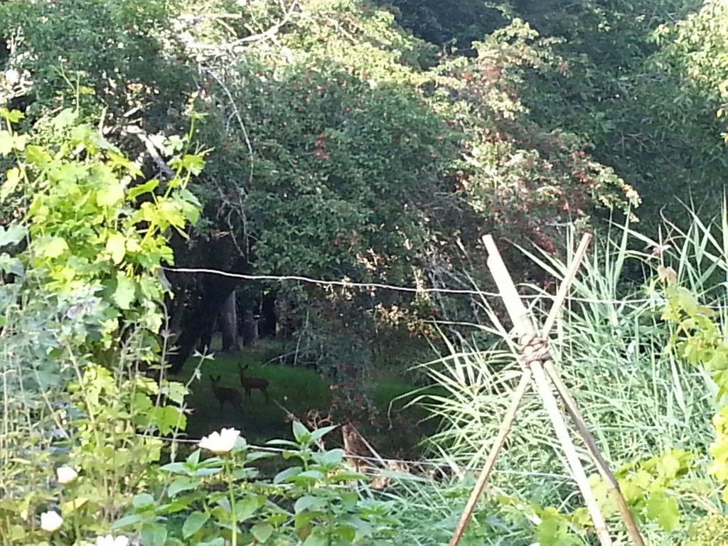 Petite visite de curieuses