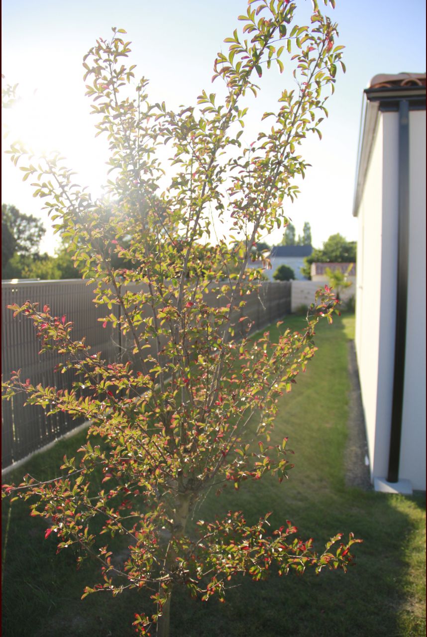 fin du jardin