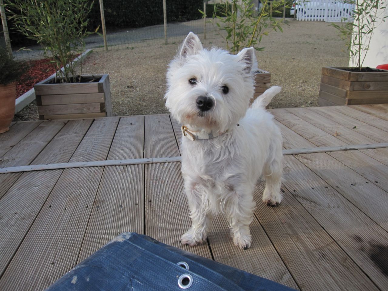 Edha Notre chienne