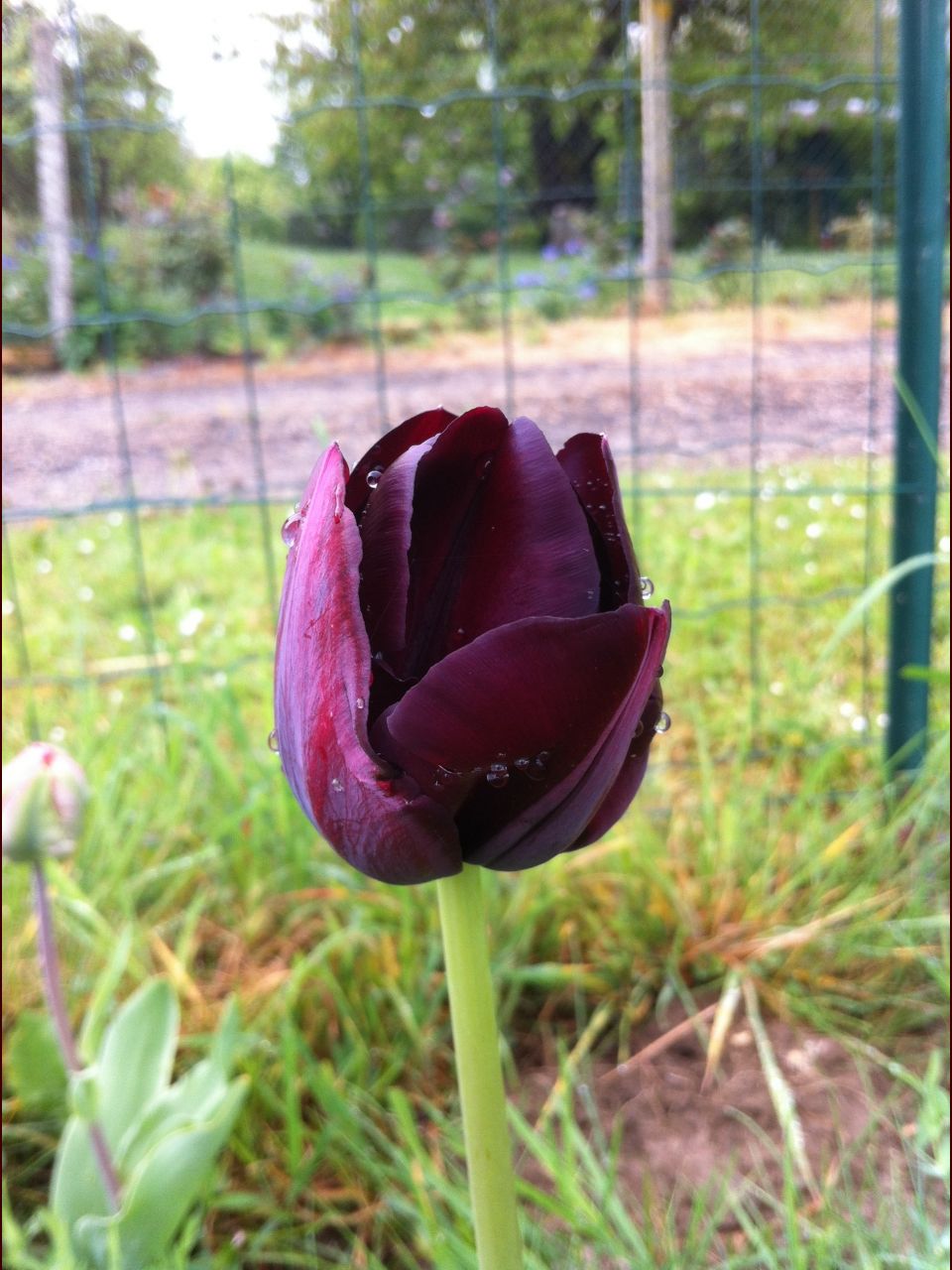 tulipe reine de nuit