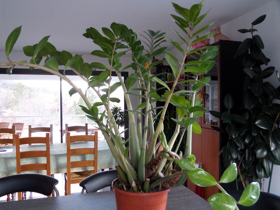 Un peu de verdure
