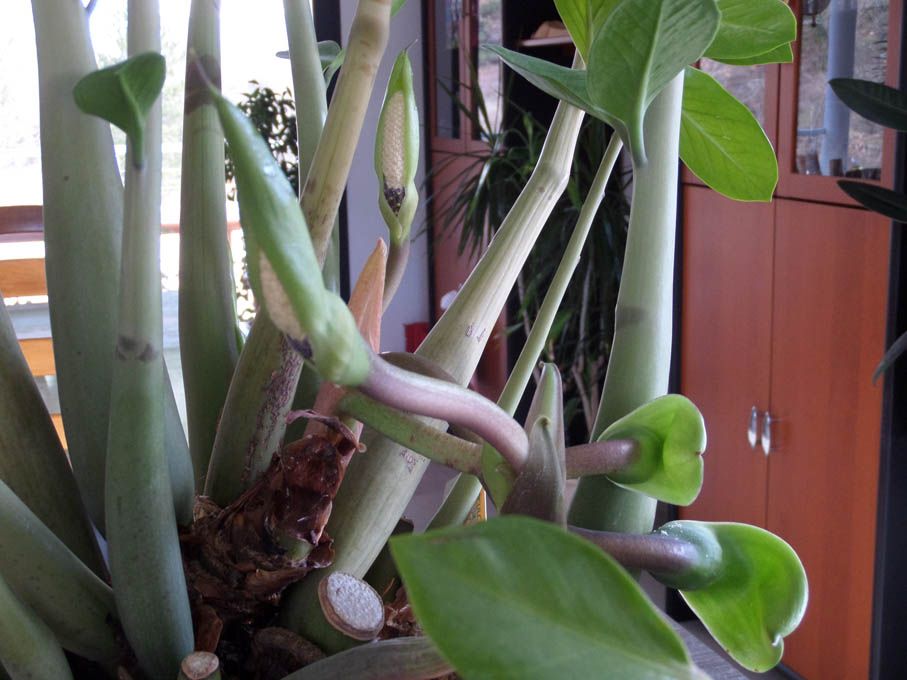 Un peu de verdure