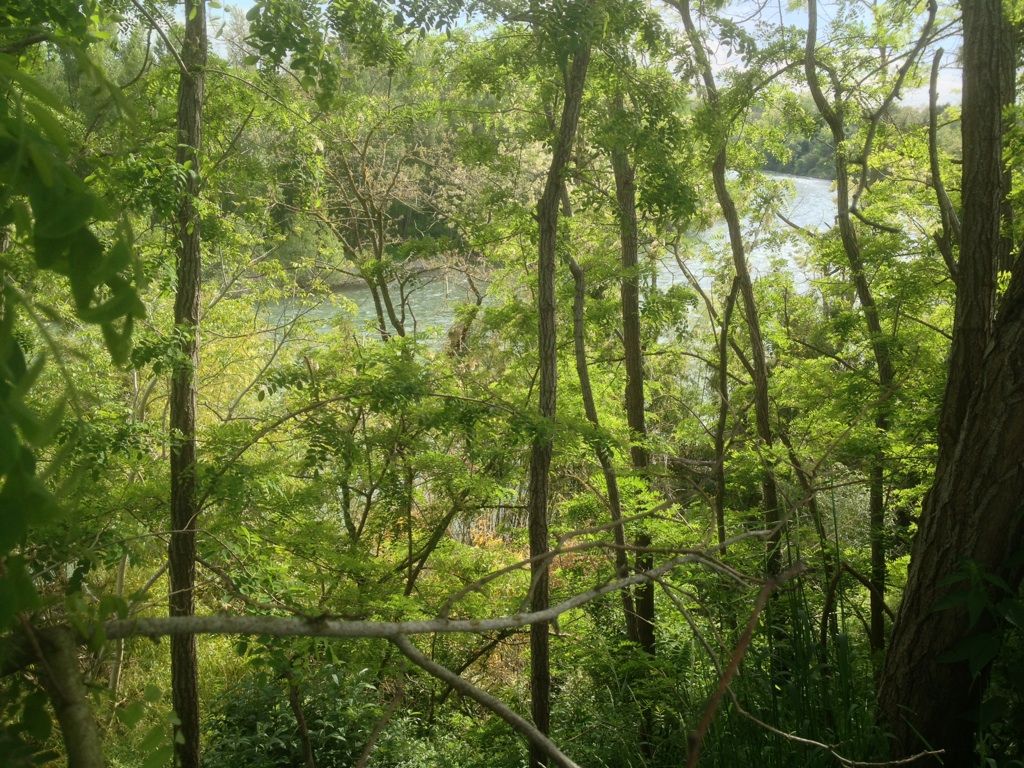 Vue du bout du terrain sur la Garonne. J'envisage de faire  cet endroit un coin repos