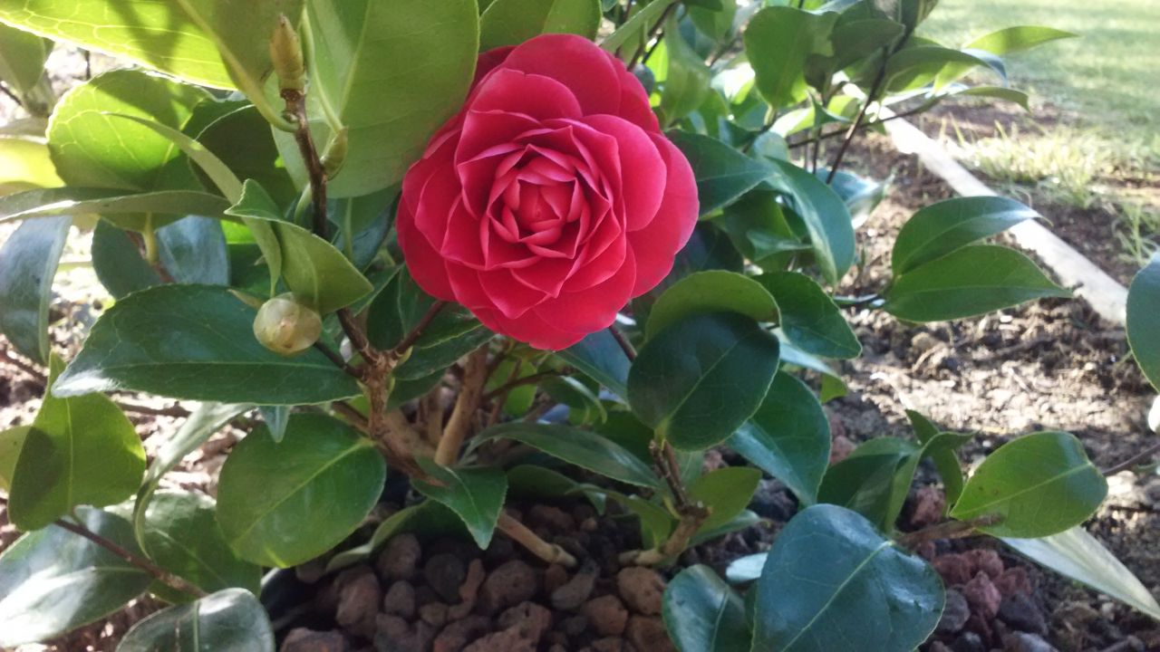Camélia en fleur