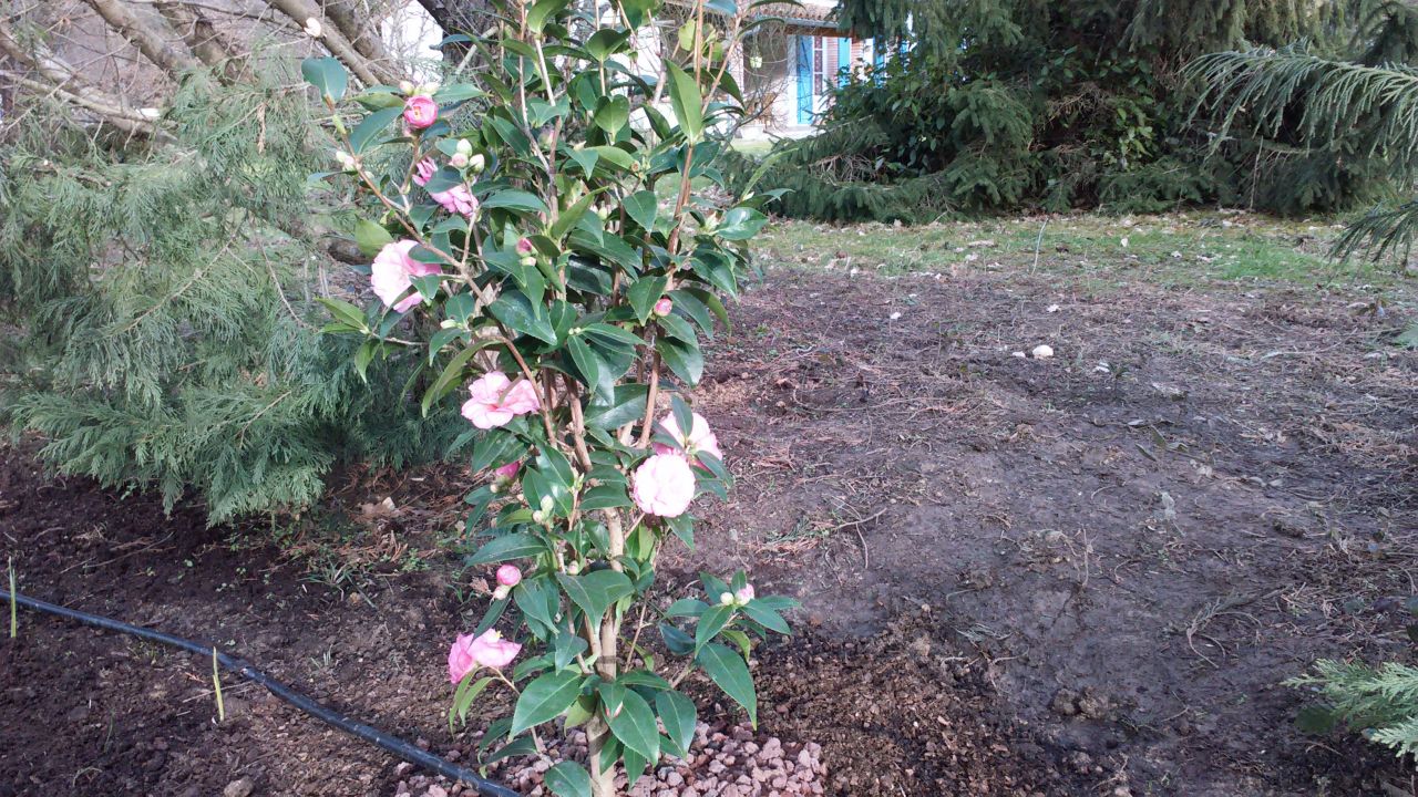 Un autre Camelia, fantastiques fleurs d'hiver