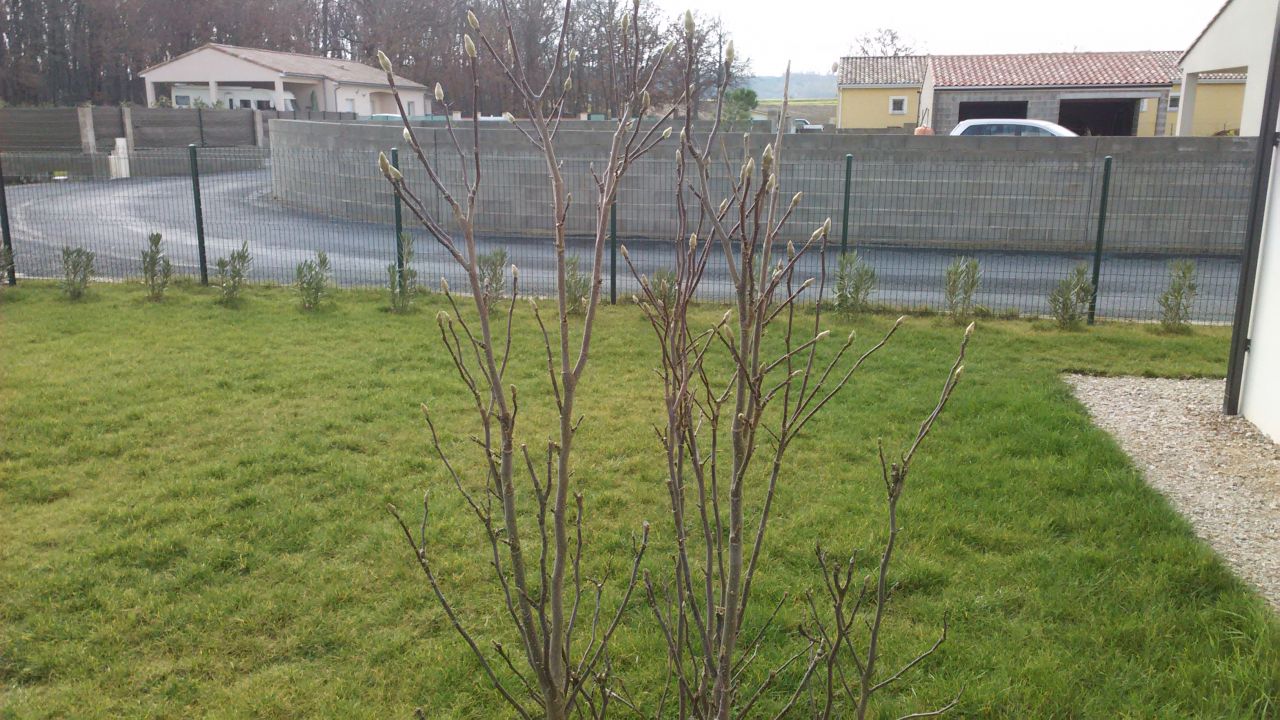 Les bourgeons prêt à fleurir du Magnolia Susan