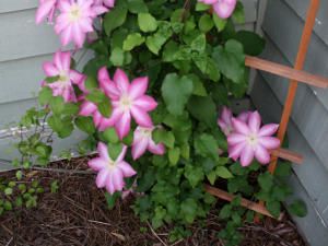 clematite