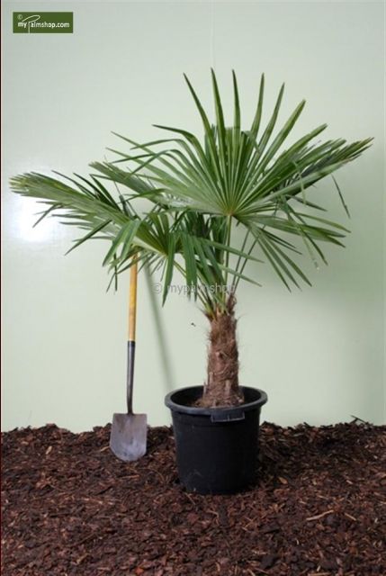 trachycarpus