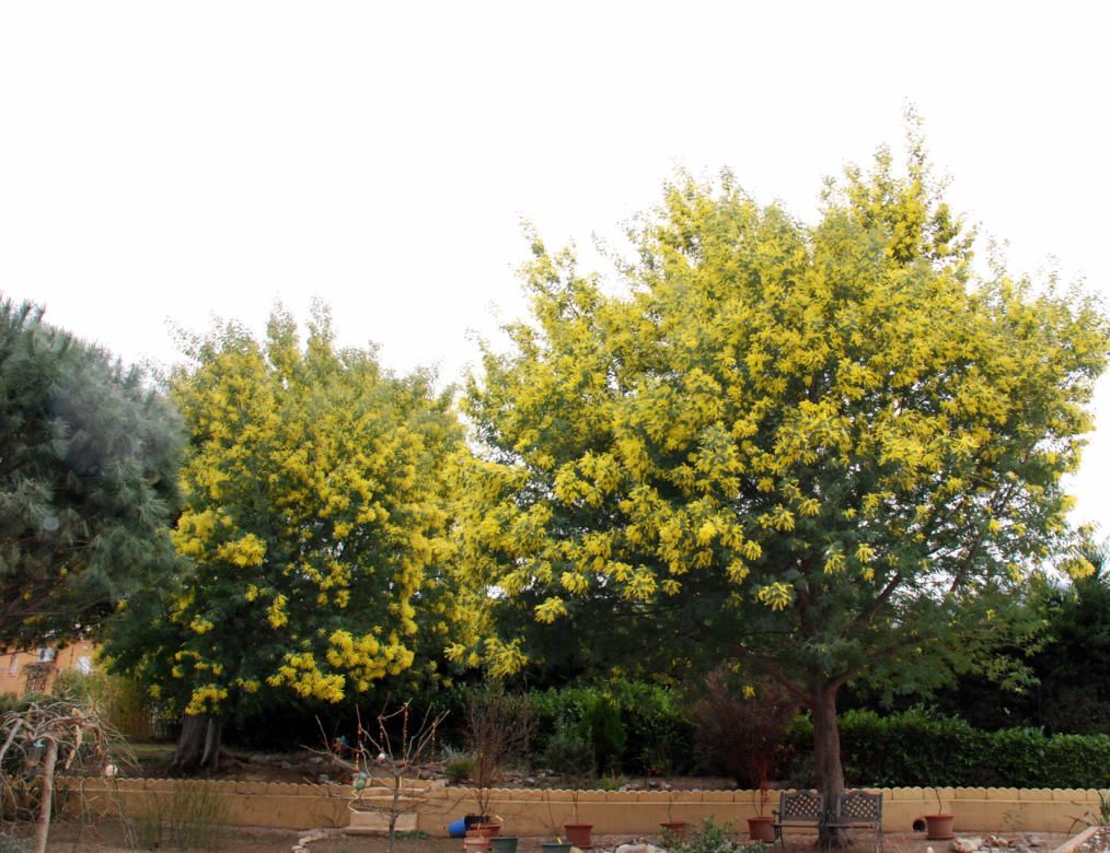 mimosa des 4 saisons