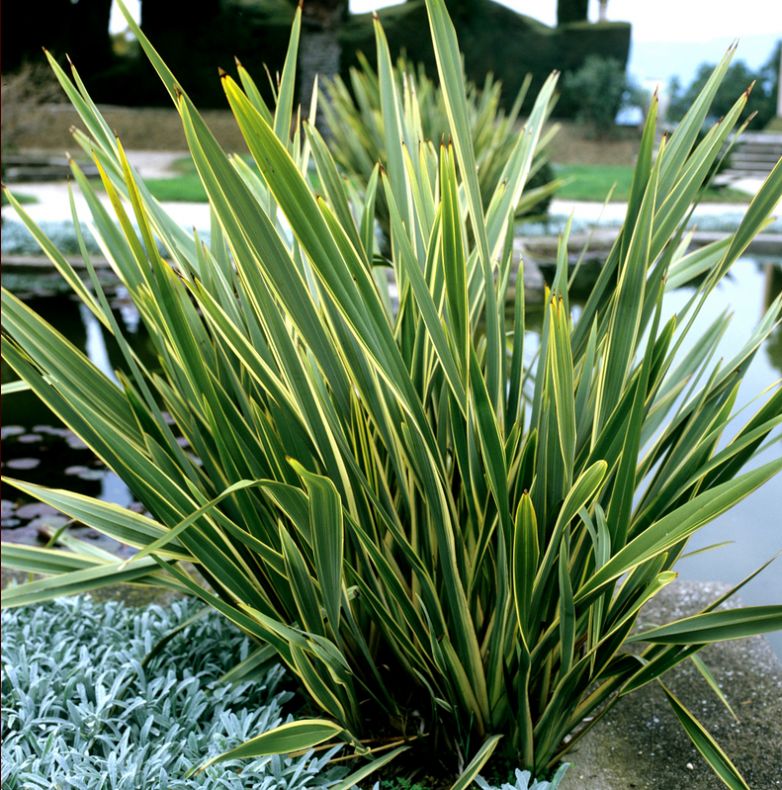 phormium panaché