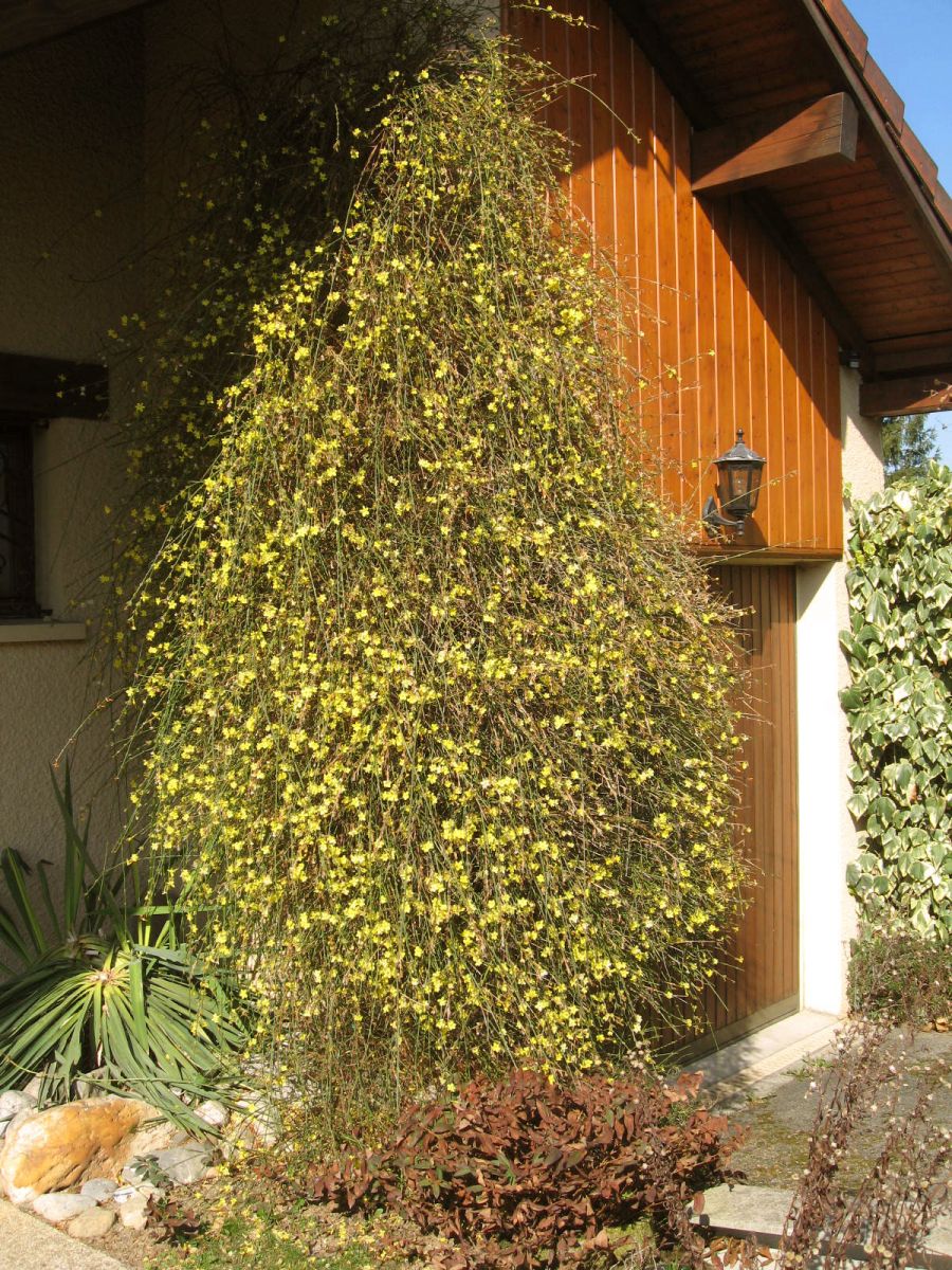 Jasmin d'hiver fin janvier