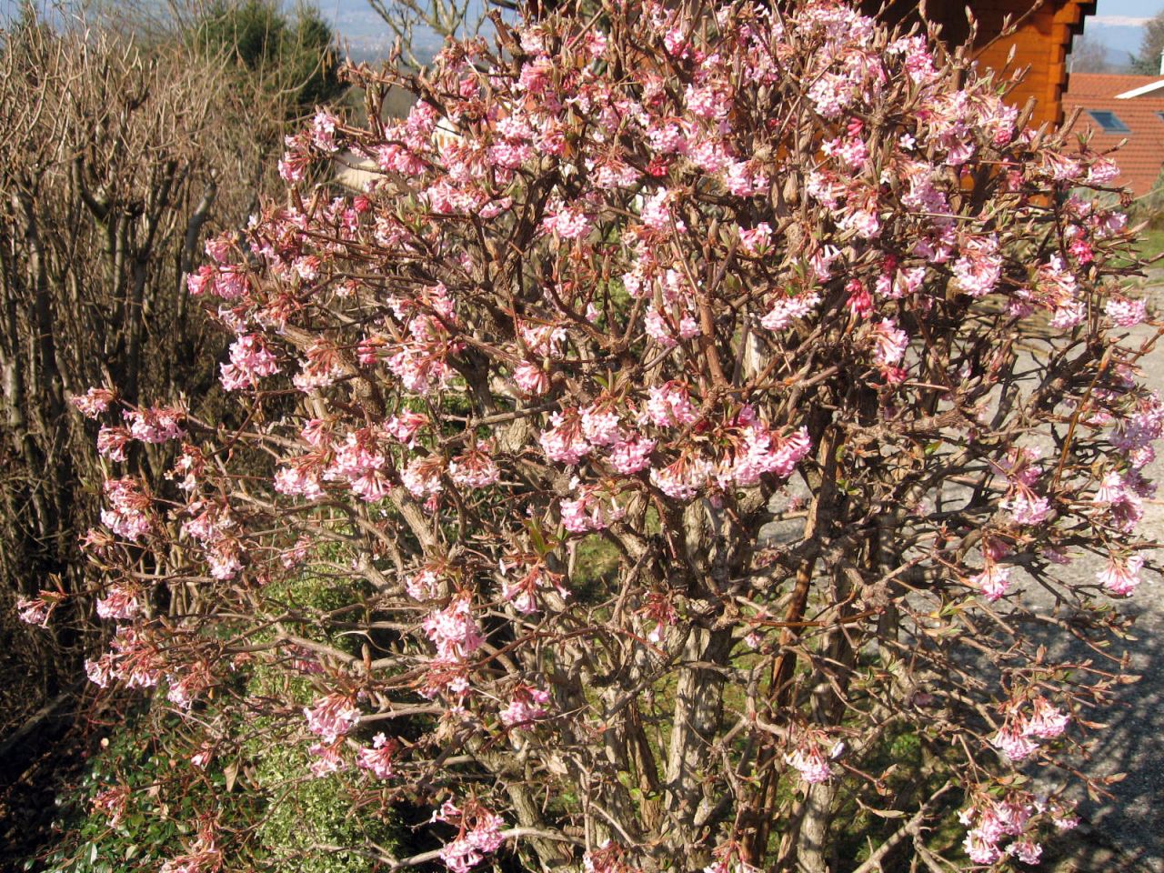 Viburnum fin février