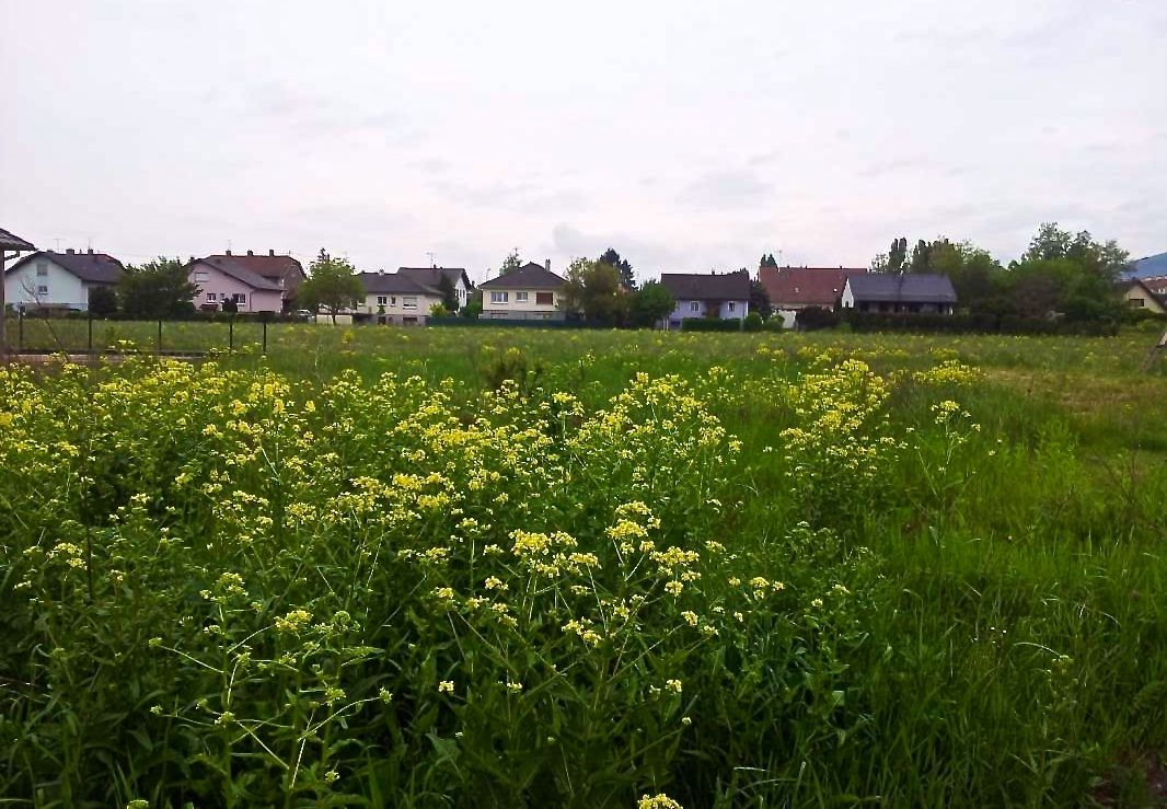 Vue sur le Champs de Bl  l'arrire du terrain