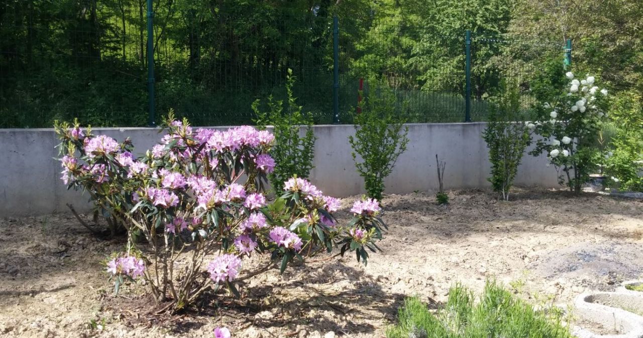 rhododendron