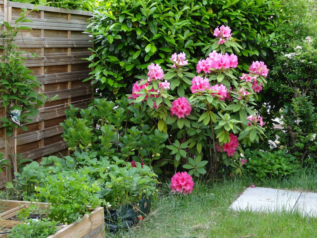 Le rhodo  l'ombre