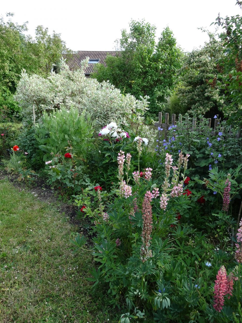 mixed border -Les lupins