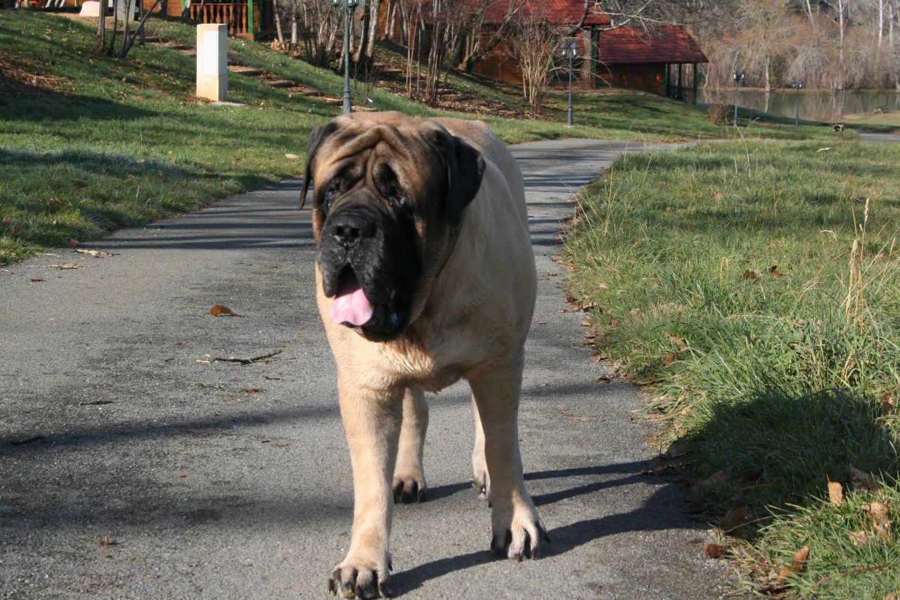 mon Mastiff Uhlan