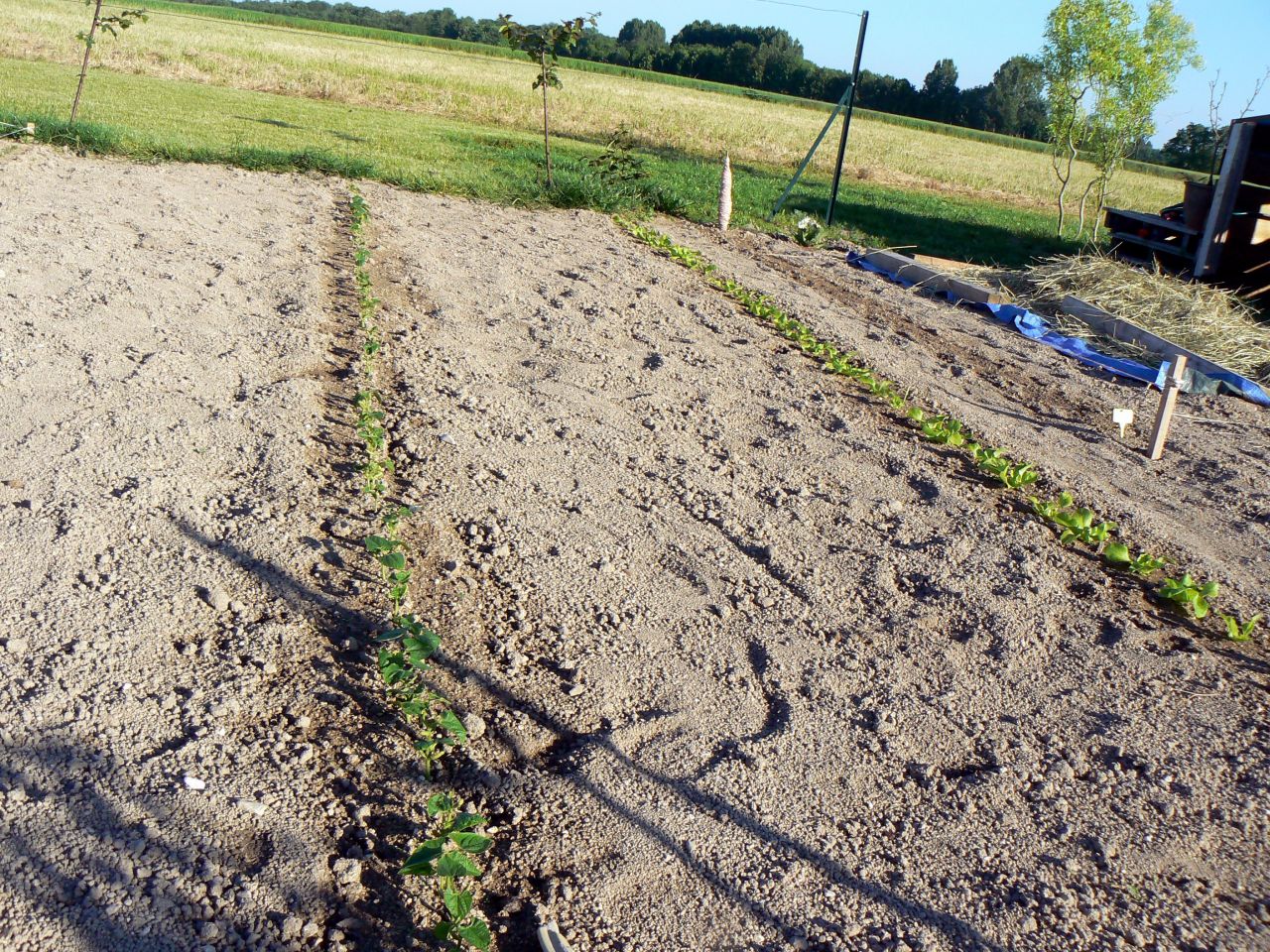 les haricots