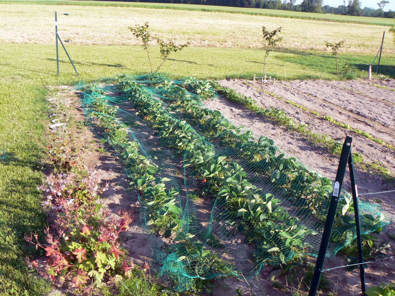 les fraisiers et leur filet pour les protéger