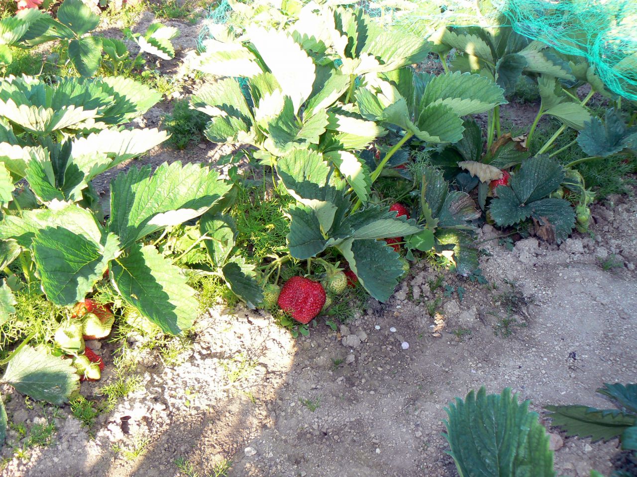 nos fraises