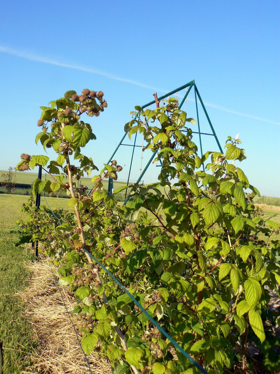 les framboisiers