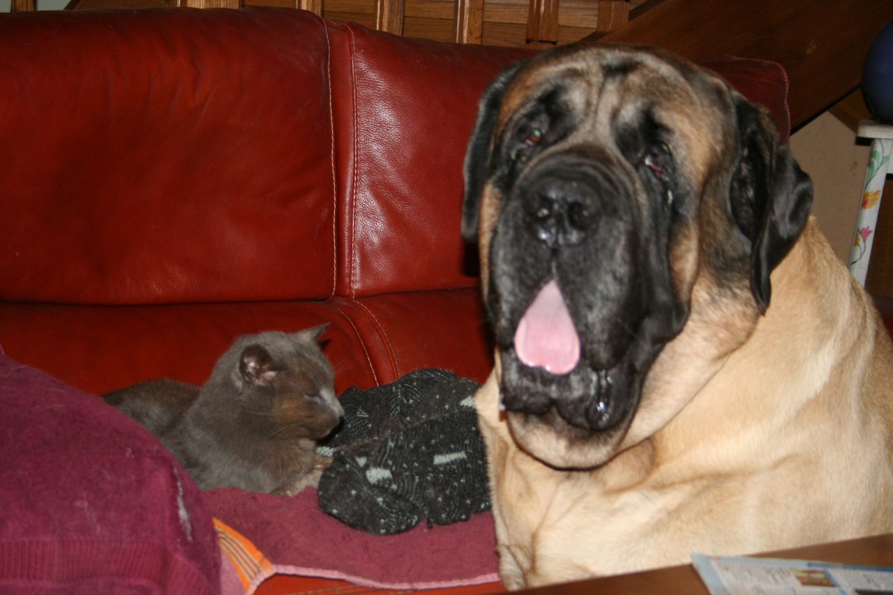 Uhlan le Mastiff