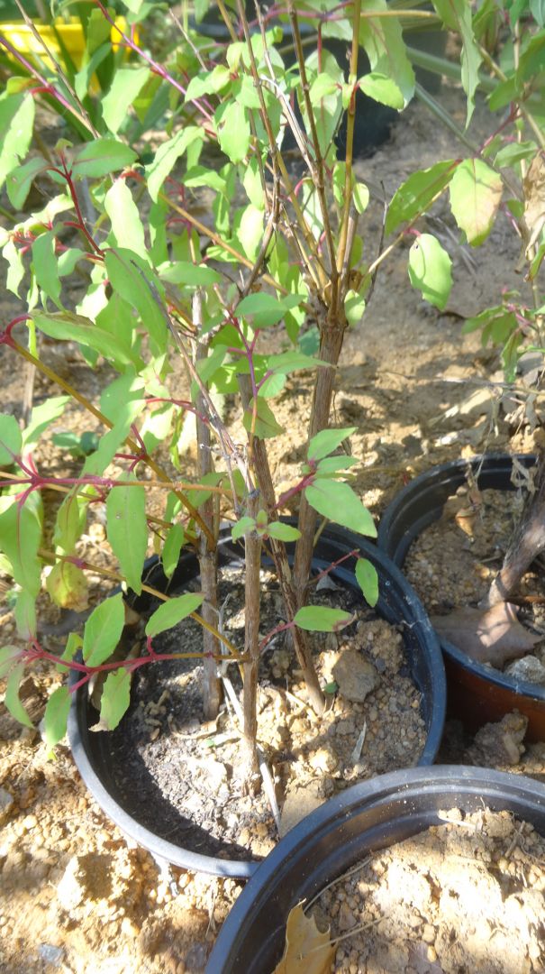 boutures de Fuchsia de l't dernier