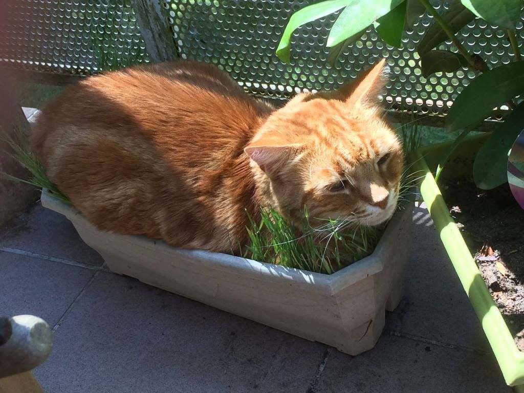 chat a besoin d'un jardin !