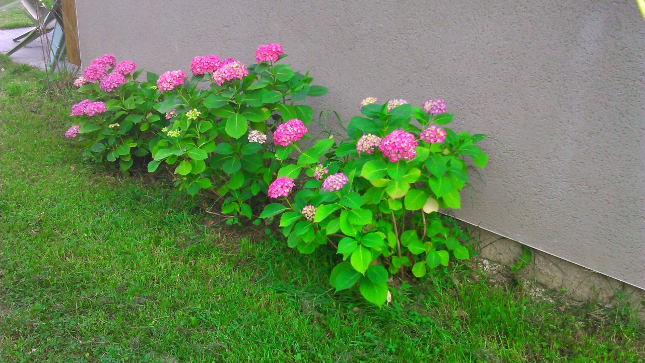 Hortensias en fleur