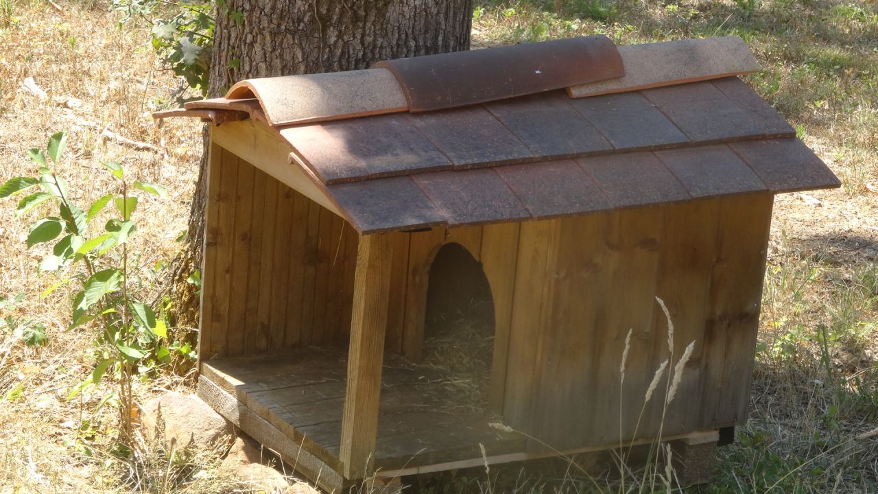 la maison des chats