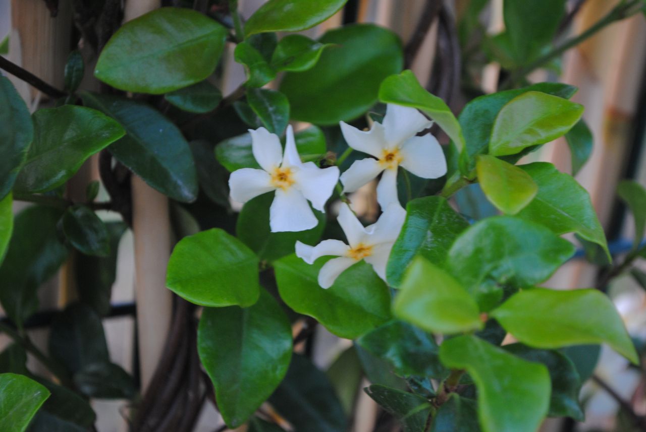 Mon jasmin refleurit