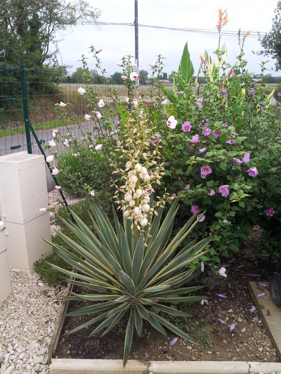 Et voici notre yucca 15 mois plus tard. Une surprise nous attendait en rentrant de vacances. Une magnifique hampe florale.