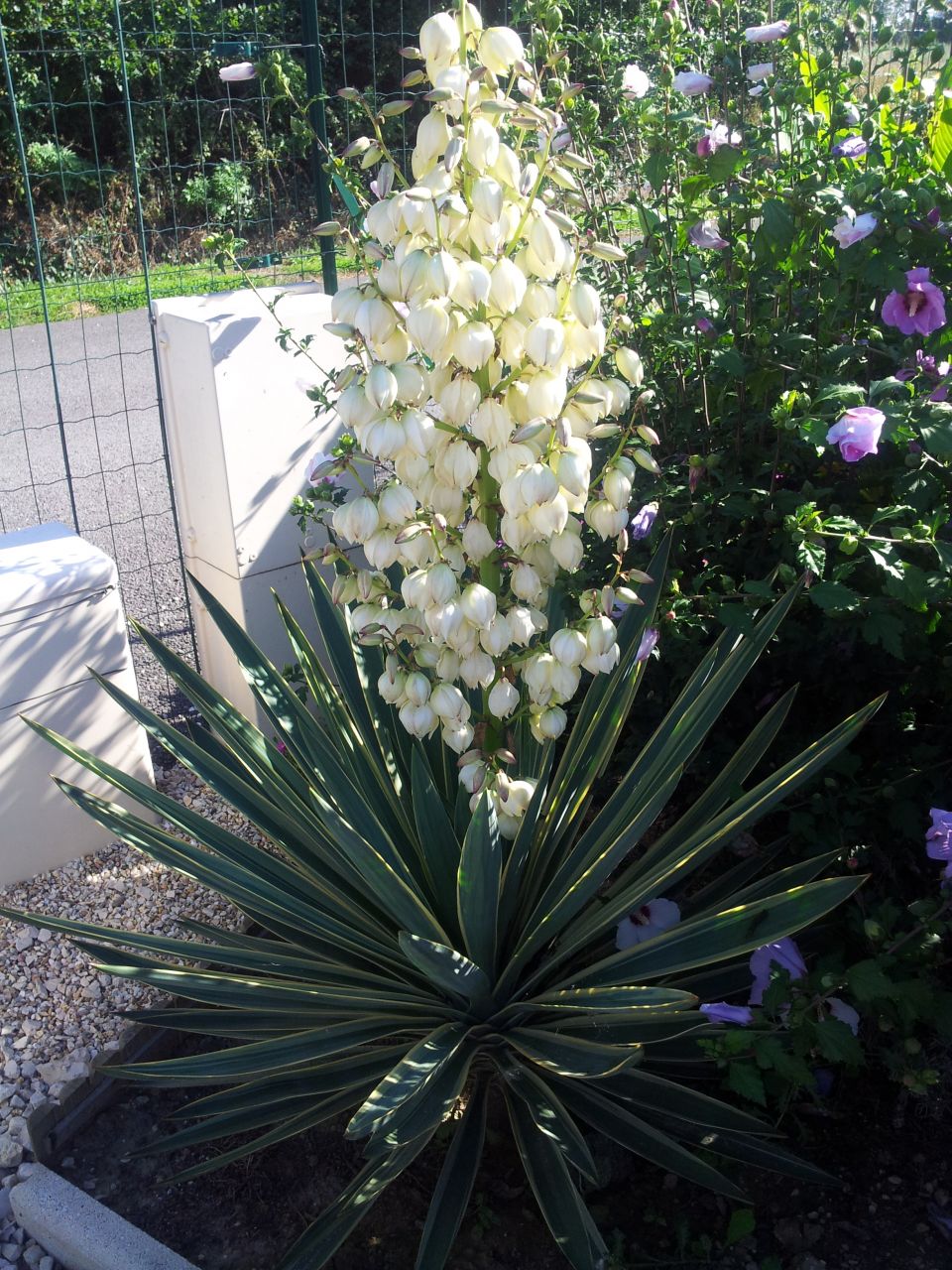 Et voil la hampe florale de mon yucca une semaine plus tard. Pourtant 3 semaines avant, lors de notre dpart en vacances, rien en vue.