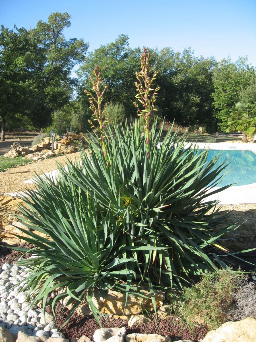 Jardin sec (Var) - yucca gloriosa