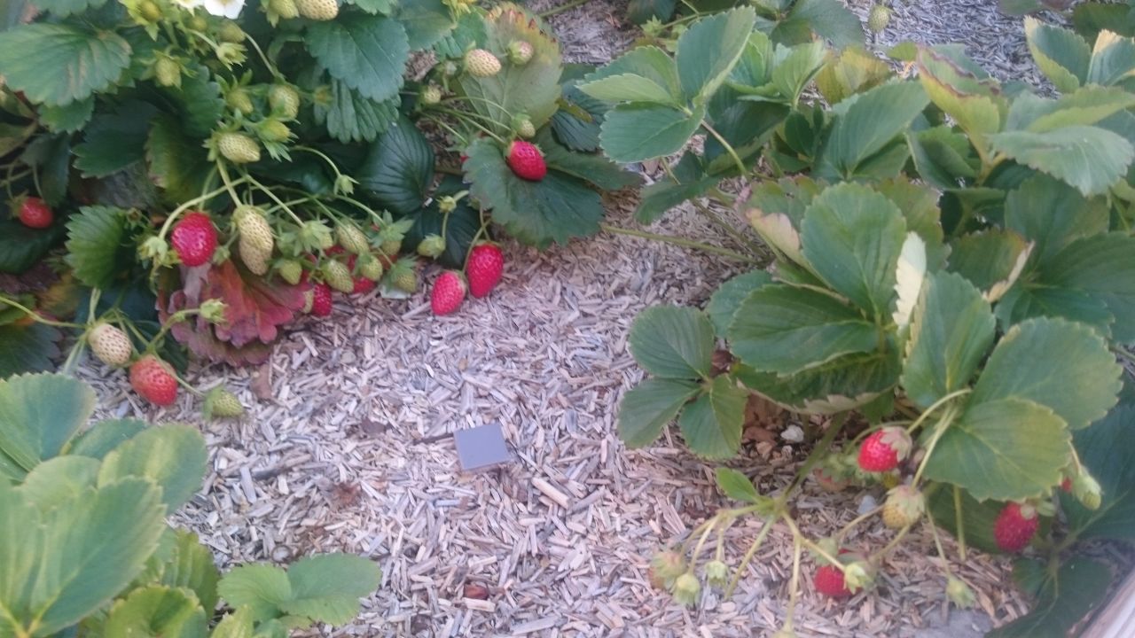 Il fait moins chaud, il pleut de temps en tempd,  et biiiiim les fraises ?