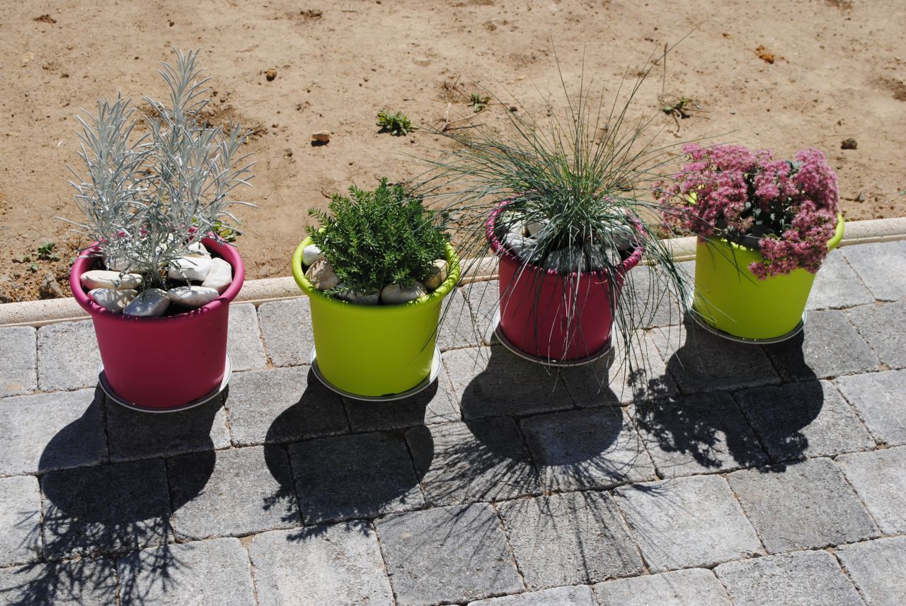 Plantes grasses