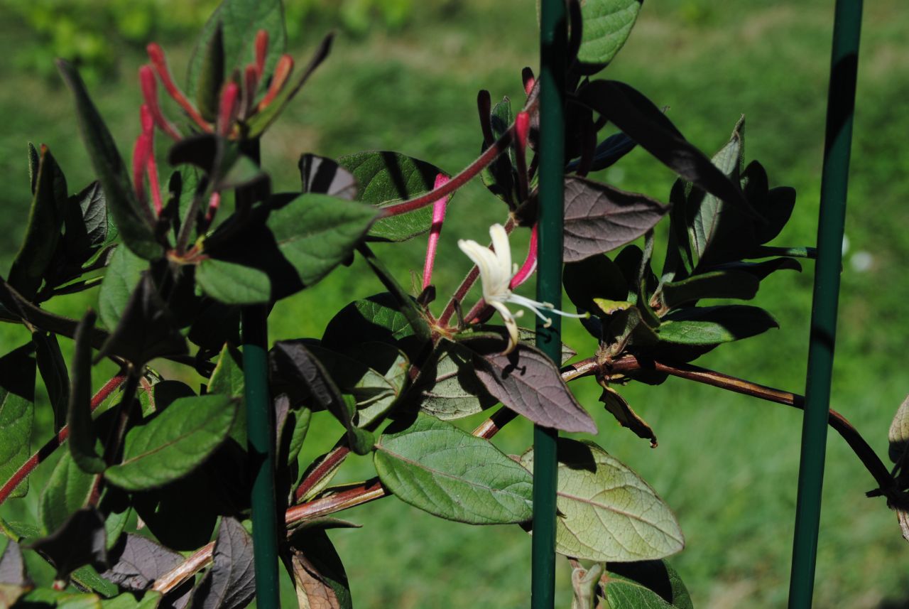 Chèvrefeuille qui fleurit une deuxième fois