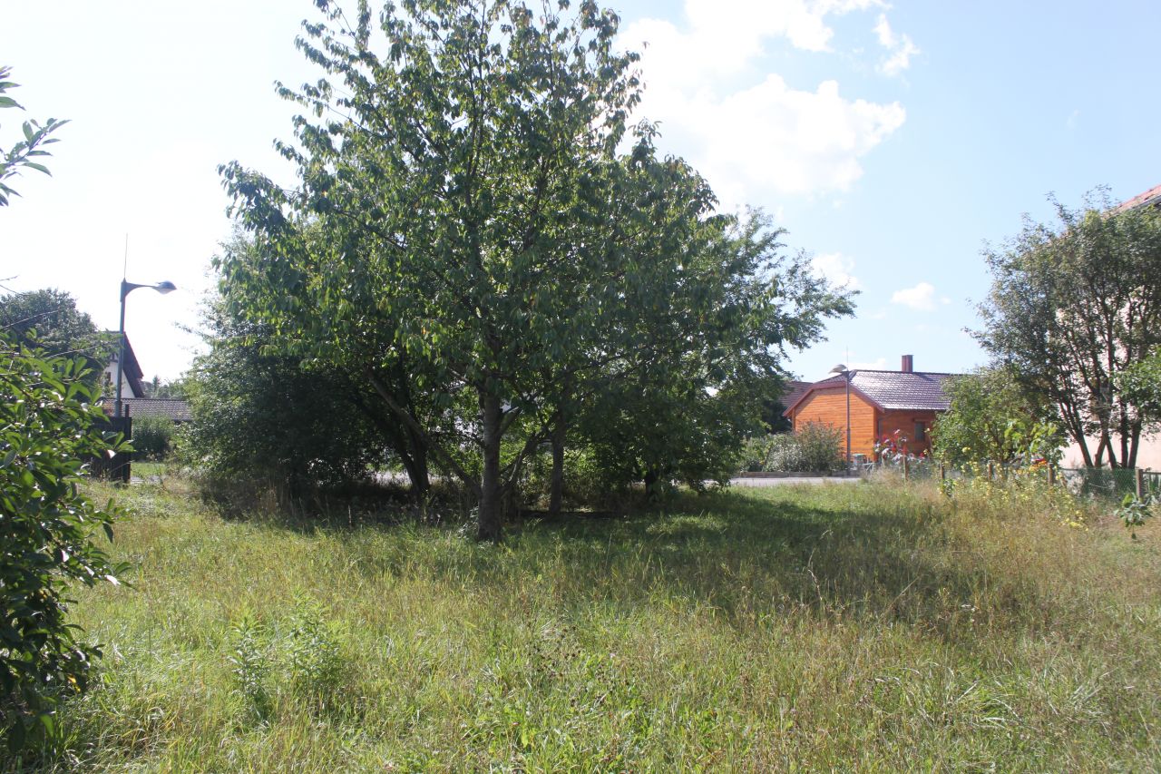 Terrain avec les arbres