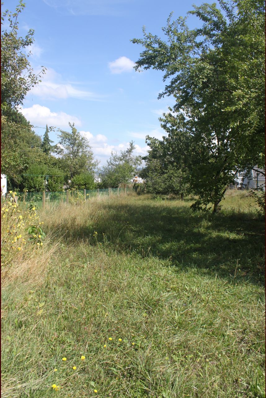 Terrain avec les arbres