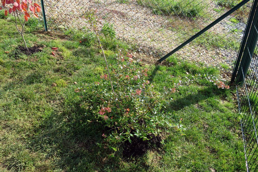 Abelia Grandiflora