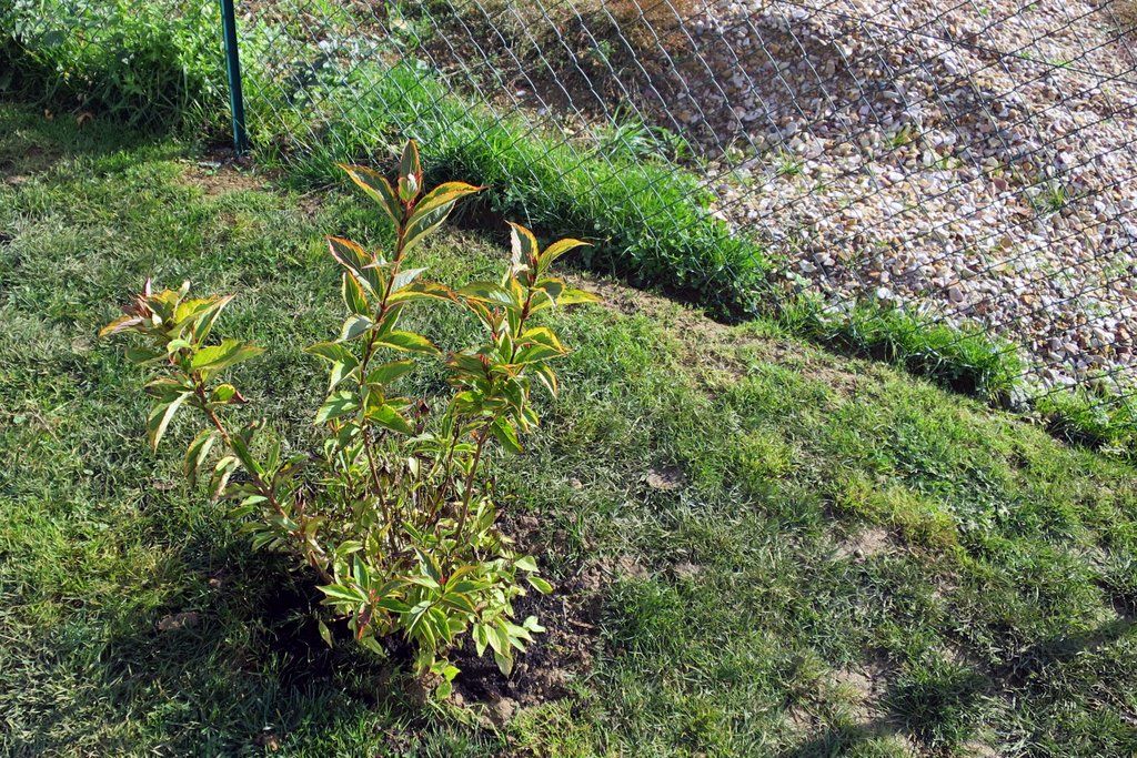 Weigelia Brigela