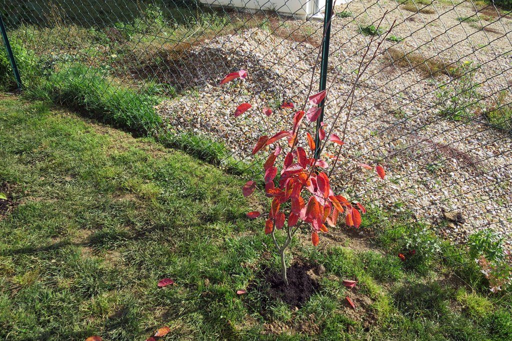 Amelanchier Canadensis