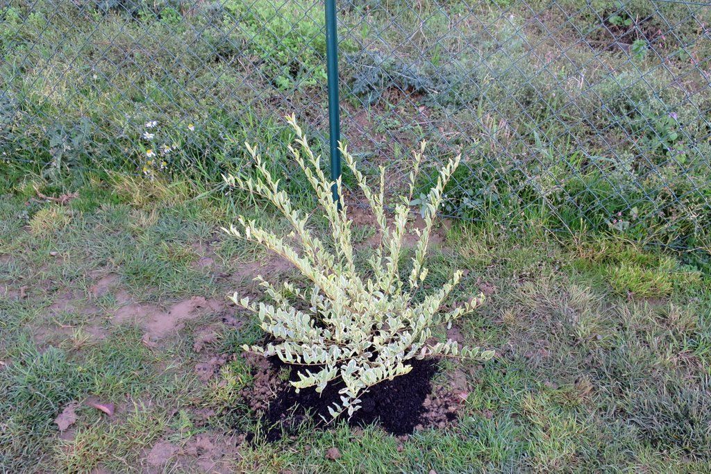 Ligustrum Ibota Musli