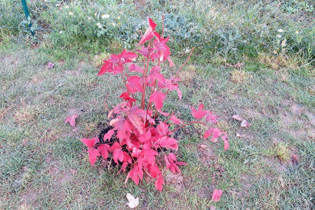 Viburnum Opulus Roseum