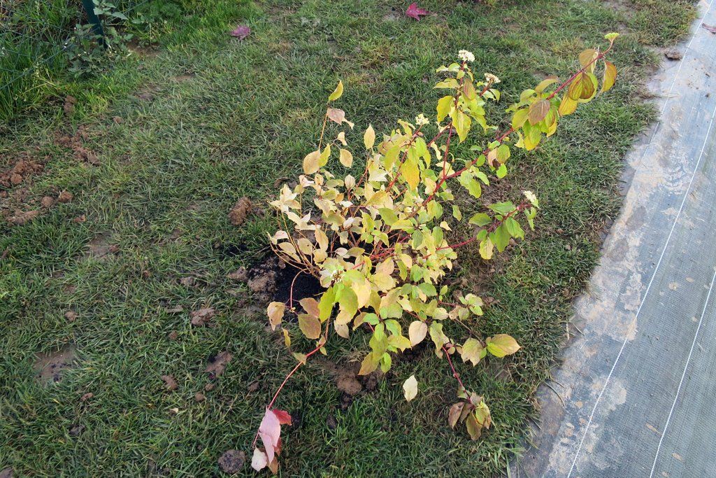 Cornus Sanguinea Midwinterfire